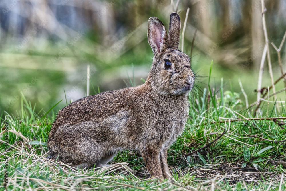 Fototapeta premium wild rabbit