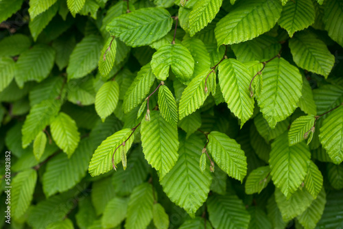 Obraz na plátně closeup of hornbeam leaves in hedge at spring