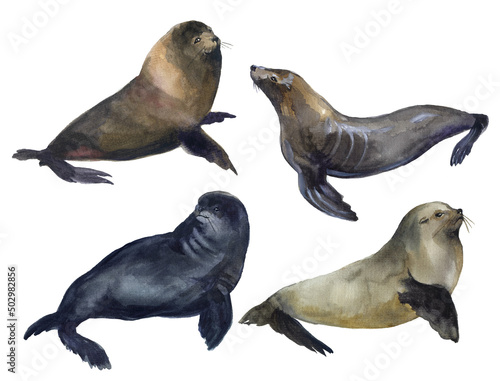 Watercolor seal illustartion. Watercolor cute sea life. Atlantic ocean. Watercolor cute seal. Nautical animals drawing. Design funny animal