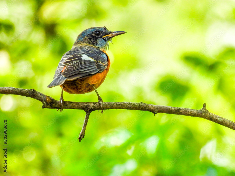 old world flycatchers old world flycatchers