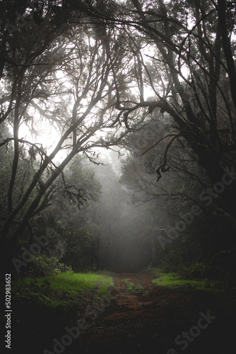 Fototapeta Naklejka Na Ścianę i Meble -  Foggy rain forest mystic mood, dark green color with trees, plants, moss.