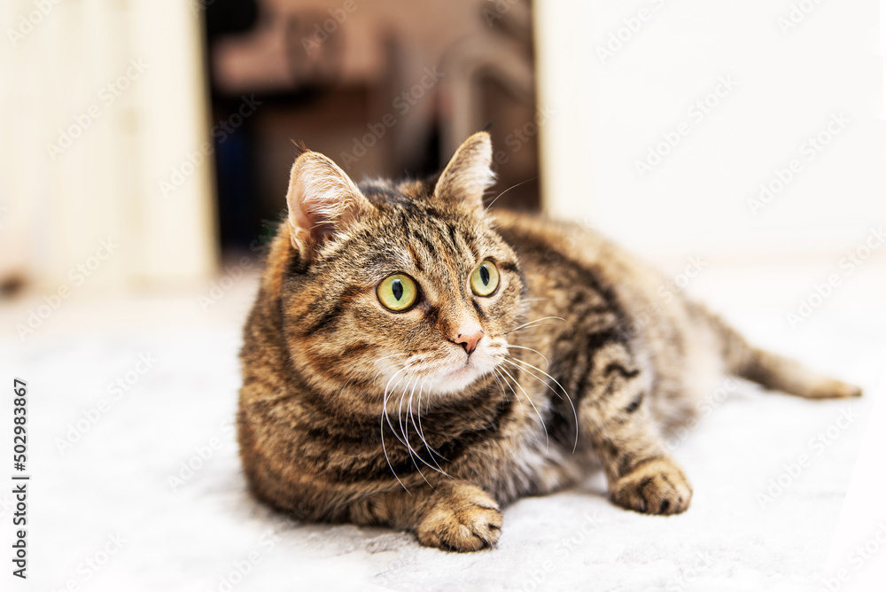 Overweight Tabby Cat lies on the white floor Overweight Tabby Cat lies on the white floor