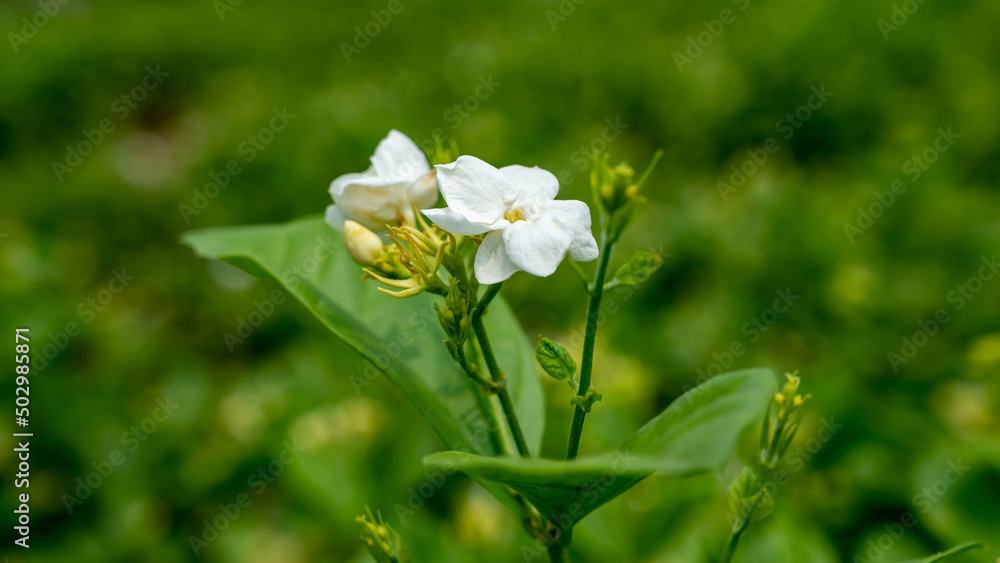 Arabian jasmine or Jasminum sambac is a species of jasmine native to tropical Asia, from the Indian Arabian jasmine or Jasminum sambac is a species of jasmine native to tropical Asia, from the Indian