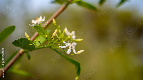 Wrightia tinctoria, Pala indigo plant or dyer's oleander, is a flowering plant species in the genus Wrightia found in India