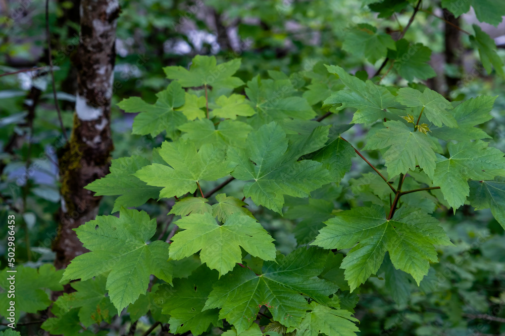 Sycamore maple broad-leaved tree fresh green springtime new foliage Sycamore maple broad-leaved tree fresh green springtime new foliage