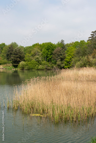 Etang des Noës, Parc naturel régional de la Haute Vallée de Chevreuse, Le Mesnil Saint denis, Yvelines, région Île de France, 78