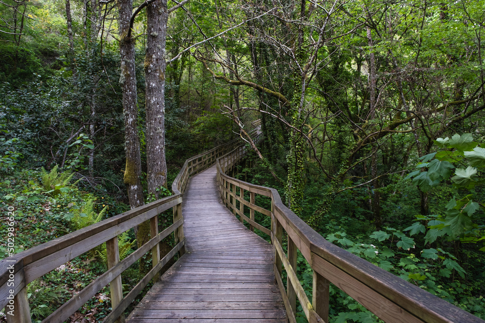 Wooden walkway in green springtime forest Wooden walkway in green springtime forest