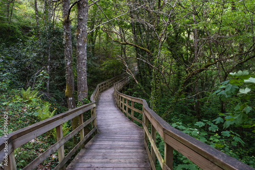 Wooden walkway in green springtime forest