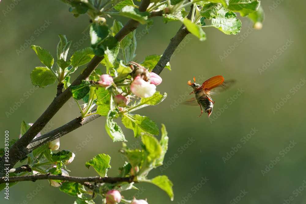 Melolontha. Cockchafer Melolontha Scarabaeidae, crawling on green leaves in natural environment. a large insect in the wild. garden pest. May beetle sits on leaves. isolated, natural background, macro