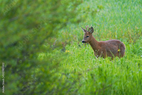            Roe deer, capreolus capreolus, buck standing on green field in spring sunlight. Brown mammal looking on grassland in sunshine. Wild antlered animal watching on glade.