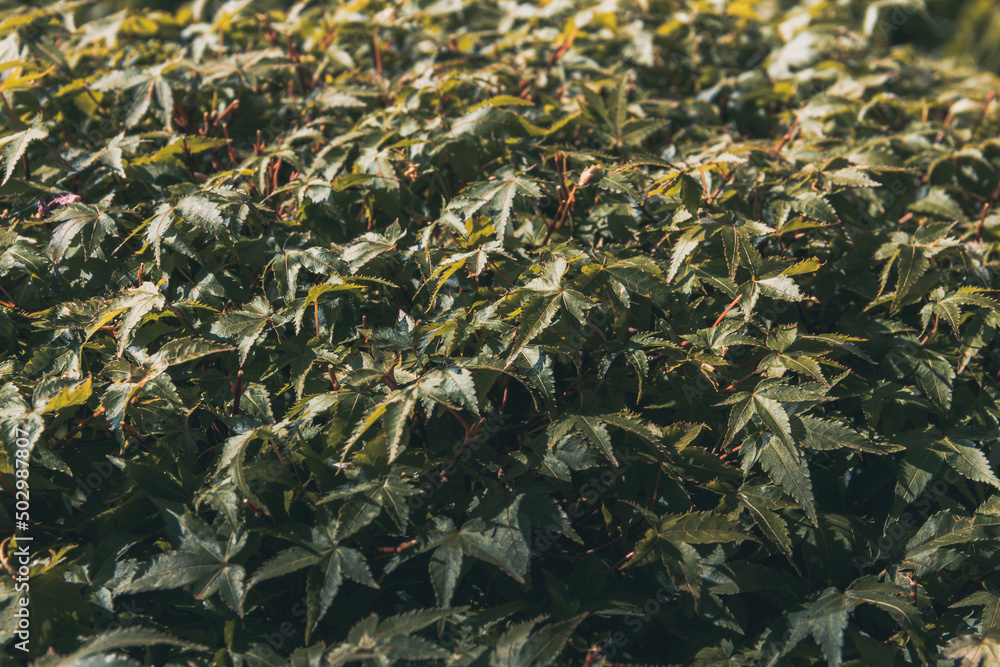 Green maple leaves. Copy space. Selective focus. Green maple leaves. Copy space. Selective focus.