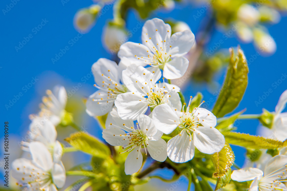Flowering trees in the spring. Selective focus. Flowering trees in the spring. Selective focus.