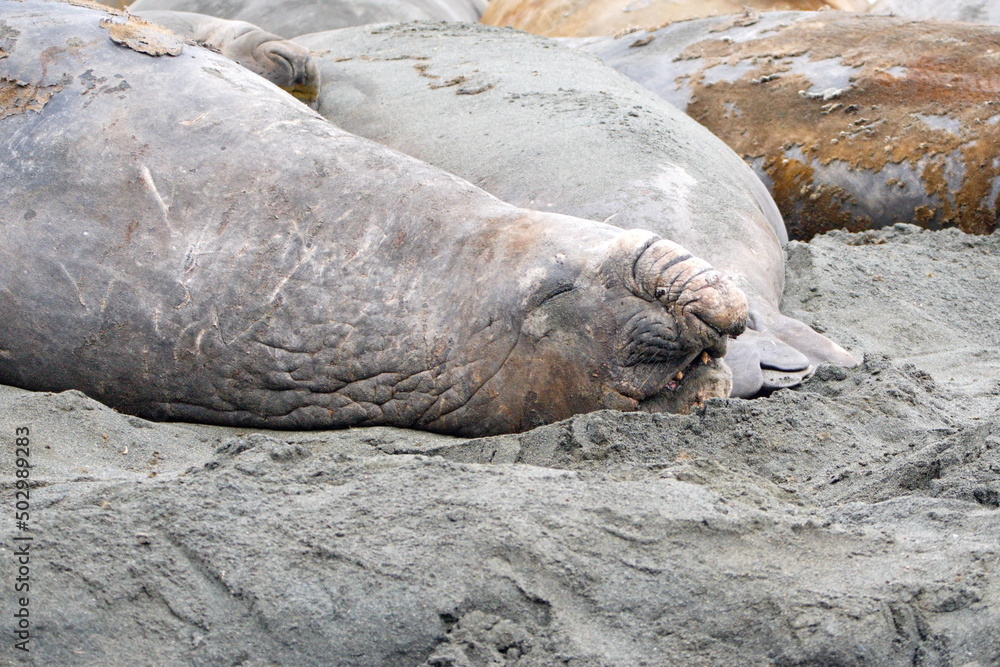 Fototapeta premium Male southern elephant seal (Mirounga leonina) on the beach at Gold Harbor, South Georgia Island