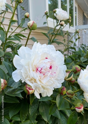 Peony  festiva maxima  huge white blossom with red tips in a garden against a background with foliage and a bay window and beige house siding in Niantic  CT