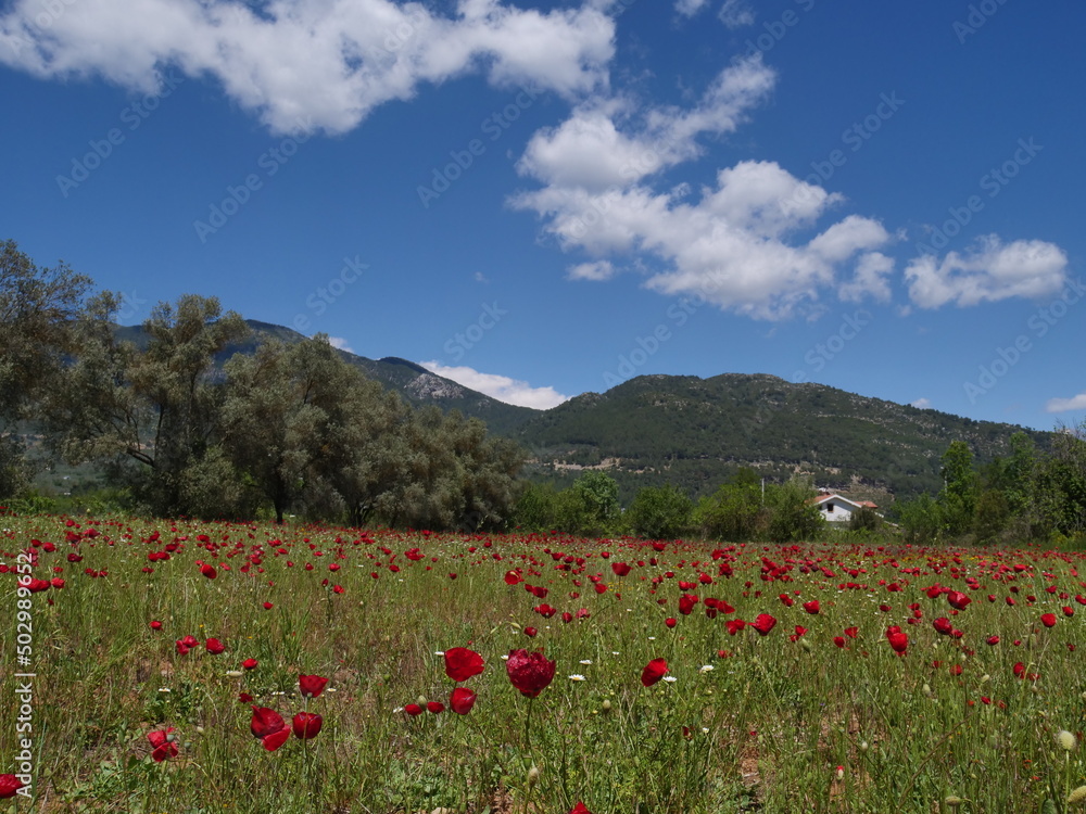 red poppy field with wind spring time fethiye turkey flowers in nature