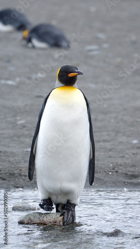 King penguin  Aptenodytes patagonicus  standing on a rock in a stream at Gold Harbor  South Georgia Island