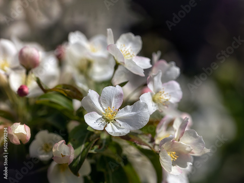 Fototapeta Naklejka Na Ścianę i Meble -  Closeup of blossom of Crab apple Malus brevipes 'Wedding Bouquet'