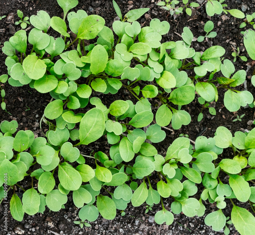 young arugula or rocket salad seedlings growing in soil in garden bed organic gardening and farming concept healthy food, agriculture or horticulture top view young arugula or rocket salad seedlings growing in soil in garden bed organic gardening and farming concept healthy food, agriculture or horticulture top view