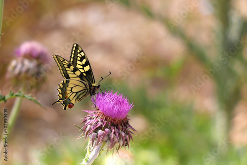 Old world swallowtail butterfly on purple wildflower. Selective focus. photo