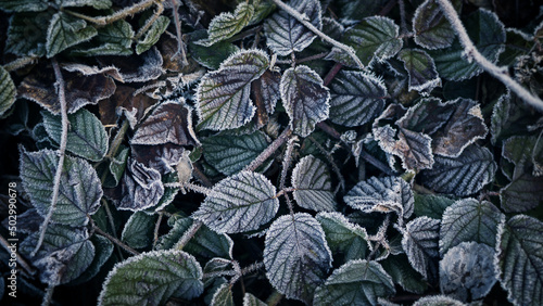 Close-up view of Falling Frozen Leaves on Ground in winter at the morning