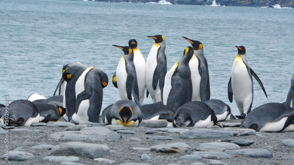 Obraz premium King penguins (Aptenodytes patagonicus) on the beach at Gold Harbor, South Georgia Island