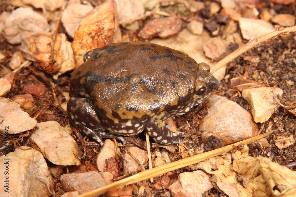 Naklejka premium Sapo-geleia (Dermatonotus muelleri)