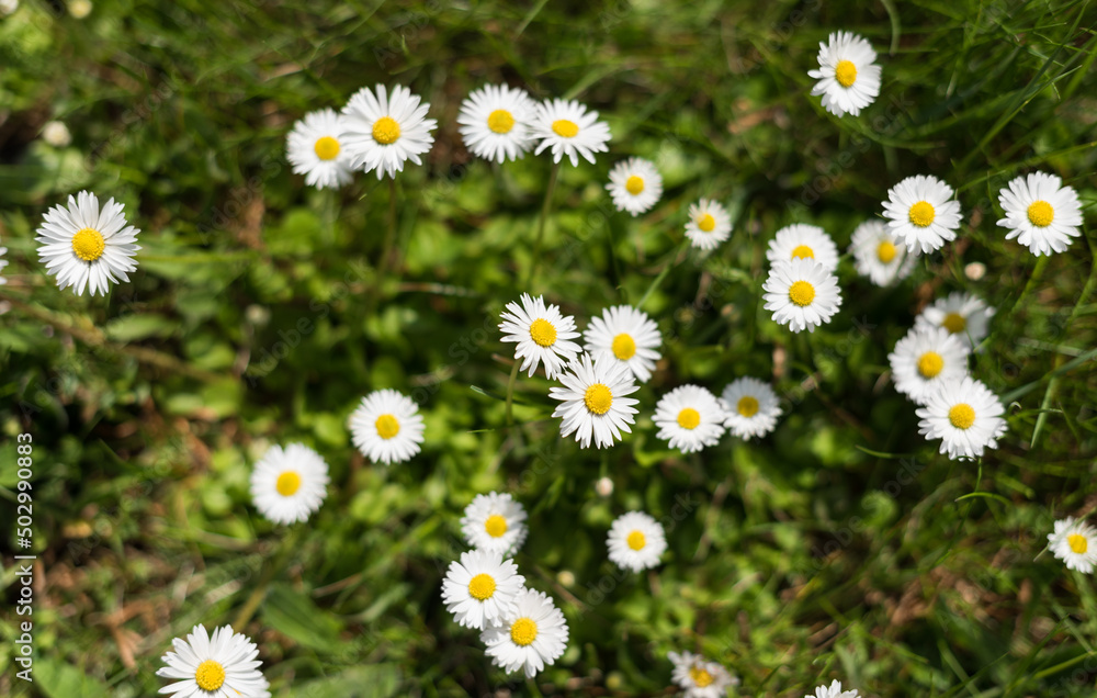 Fototapeta premium Daisies blooming in the meadow (Bellis perennis)
