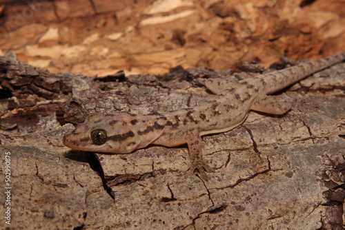 Briba da caatinga