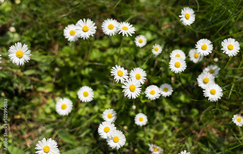 Daisies blooming in the meadow  Bellis perennis 