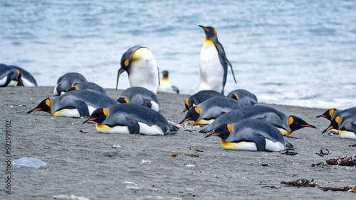 King penguins  Aptenodytes patagonicus  lying on the beach at Gold Harbor  South Georgia Island