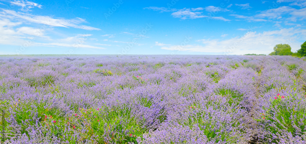 Obraz premium Lavender flower field and blue sky.Wide photo.