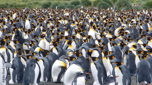 Photographie King penguin (Aptenodytes patagonicus) colony at Gold Harbor, South Georgia Isla