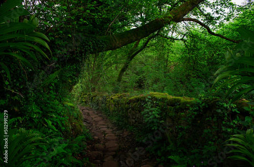 Country road with stone wall