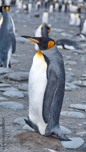 King penguin  Aptenodytes patagonicus  at Gold Harbor  South Georgia Island