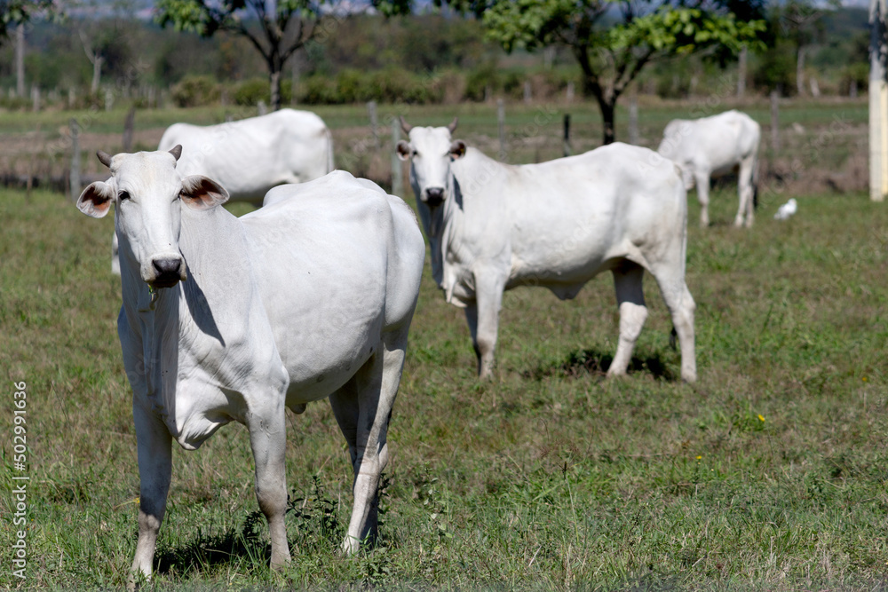 Cows in a field, grazing. Green grass. Selective focus. Cows in a field, grazing. Green grass. Selective focus.