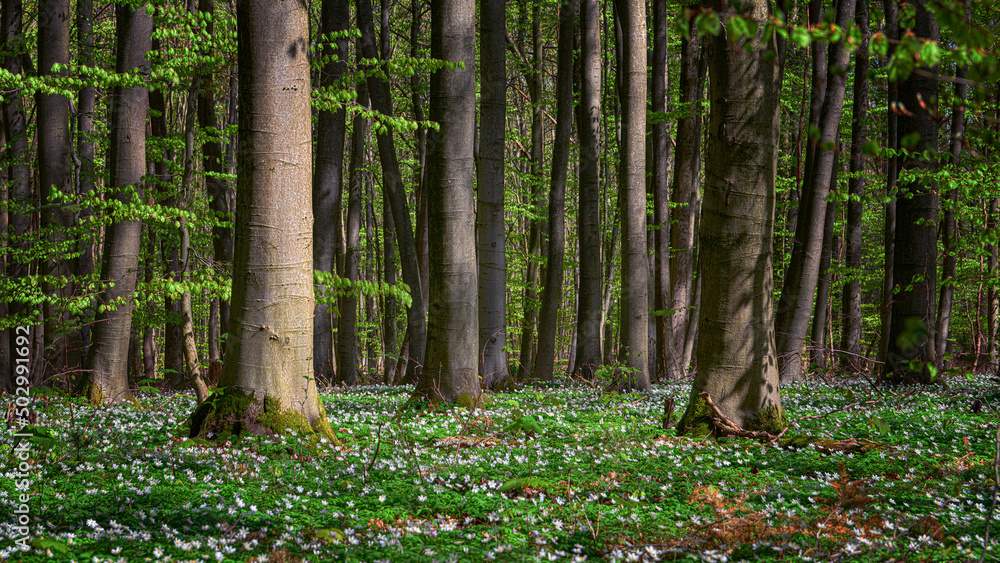 Fototapeta premium Im Wald 