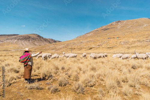 Φωτογραφία indigenous peasant woman grazing alpacas and camelids in the heights of the sier