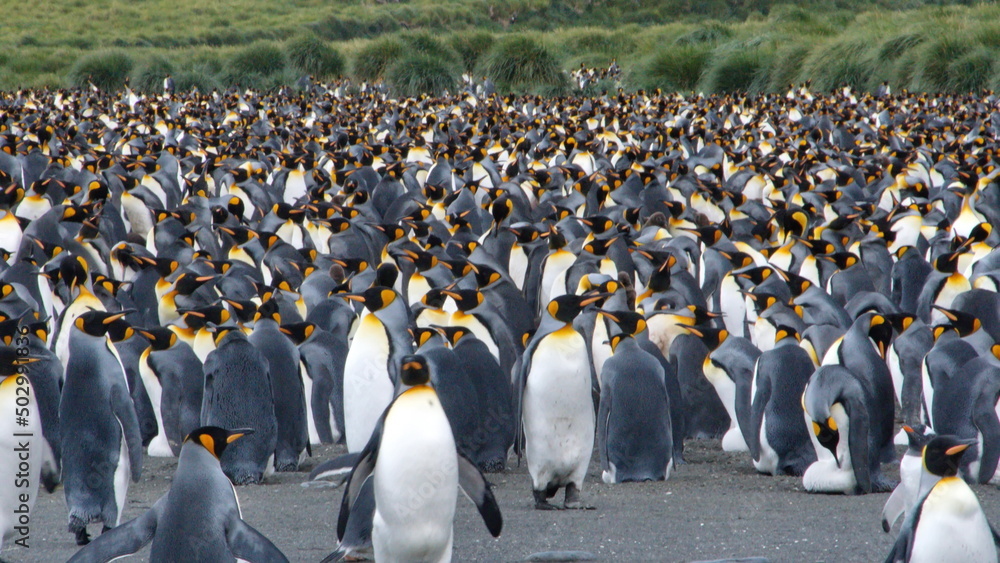Obraz premium King penguin (Aptenodytes patagonicus) colony at Gold Harbor, South Georgia Island