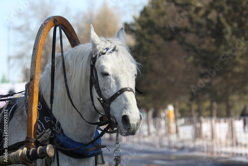 White horse harnessed to a sleigh. Close-up, city festivities, ride horses