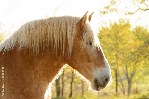 Photography Profile of a handsome Belgian draft horse backlit by morning sun, contrasted wit