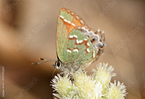Photography Tiny, green and brown Juniper Hairstreak butterfly getting nectar from a small w