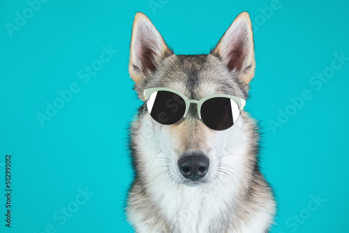 Portrait of husky dog in sunglasses on coloured background. Copy space