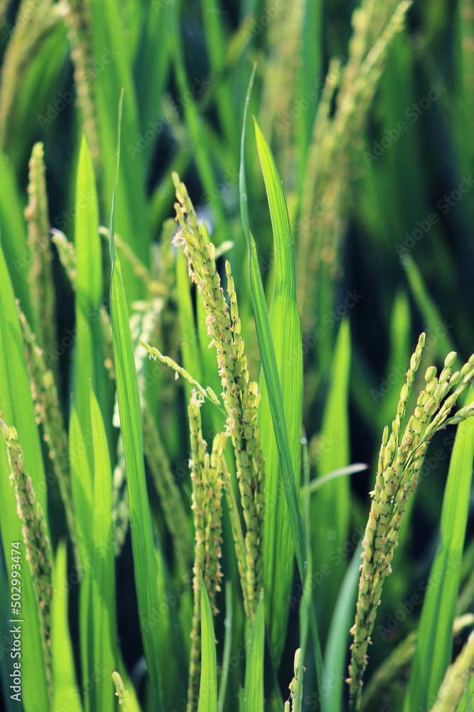 Immature rice crops in the paddy field.Natural village scenery. Immature rice crops in the paddy field.Natural village scenery.
