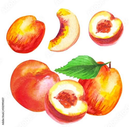 set of fruits of ripe peach fruit watercolor illustration