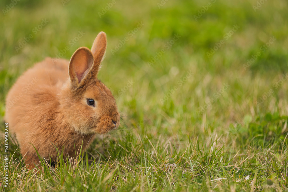 orange rabbit on the lawn grazes the grass orange rabbit on the lawn grazes the grass