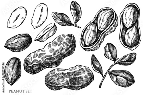 Vector set of hand drawn black and white peanut