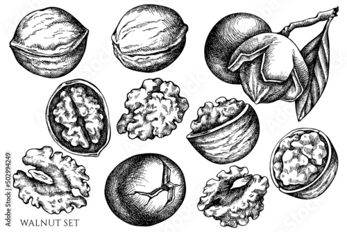 Vector set of hand drawn black and white walnut