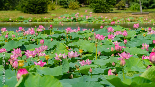 Lotus flowers of the Far East. A sunny August day. There are many colors in the frame. 