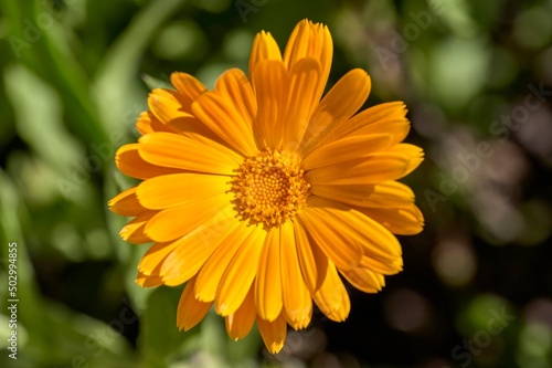 Close up of an orange flower of Calendula  Calendula officinalis   buttercup or marigold  herb of the Asteraceae family  with green leaves  focused on the matrix of stamens