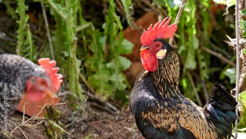 Nice rooster with black fur with golden details, long black tail and red crest walking through the field near a black and white chicken